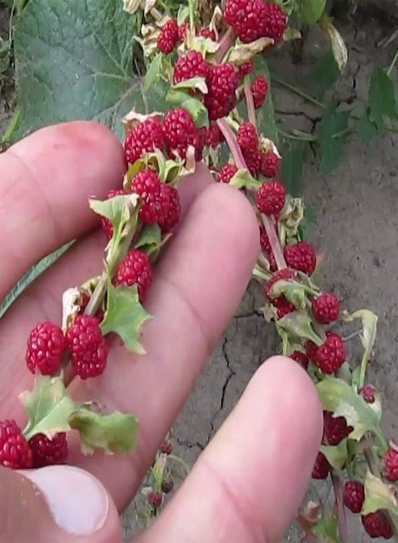 GGOOT 100Pcs/Bag Strawberry Spinach Seeds, Annual Non GMO Prolific Excellent Producing Vegetable Seeds for Home - Image 4