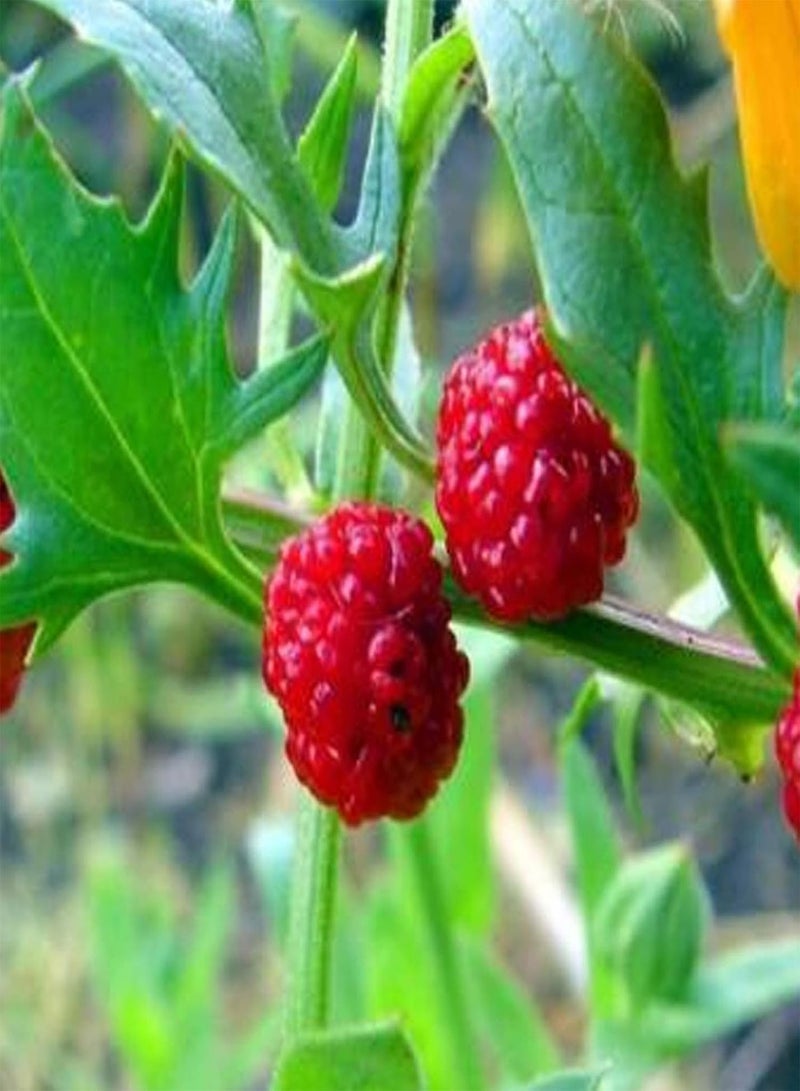 GGOOT 100Pcs/Bag Strawberry Spinach Seeds, Annual Non GMO Prolific Excellent Producing Vegetable Seeds for Home - Image 3