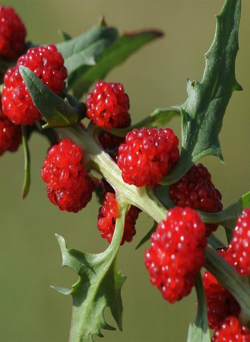 GGOOT 100Pcs/Bag Strawberry Spinach Seeds, Annual Non GMO Prolific Excellent Producing Vegetable Seeds for Home - Image 2