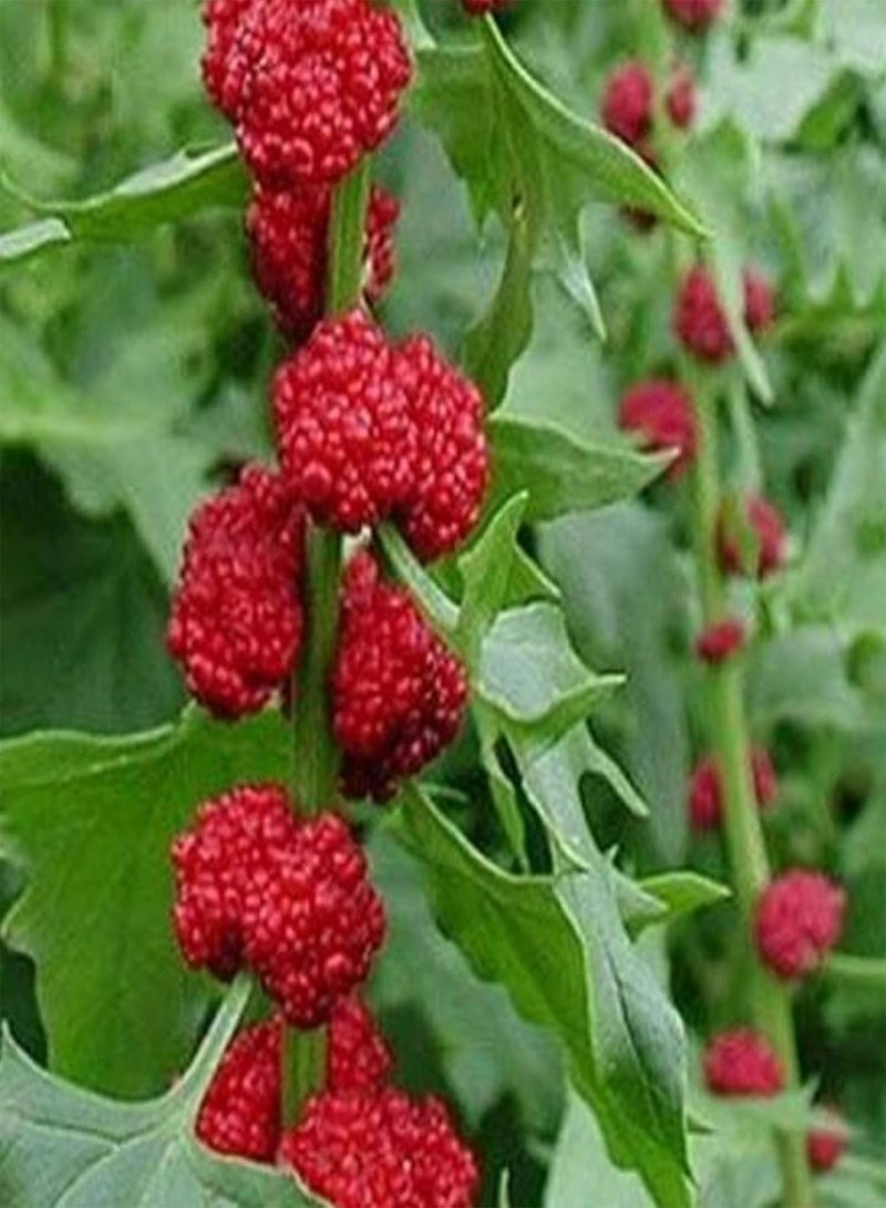 GGOOT 100Pcs/Bag Strawberry Spinach Seeds, Annual Non GMO Prolific Excellent Producing Vegetable Seeds for Home - Image 1