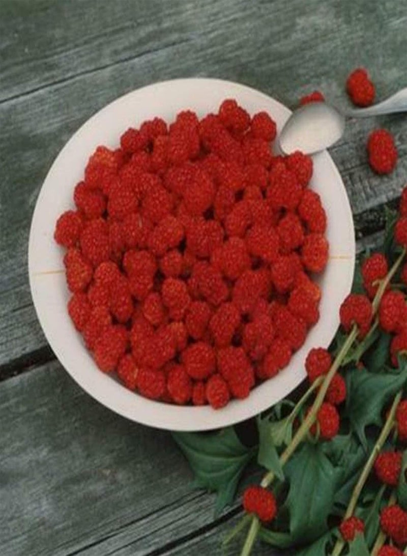 GGOOT 100Pcs/Bag Strawberry Spinach Seeds, Annual Non GMO Prolific Excellent Producing Vegetable Seeds for Home - Image 5