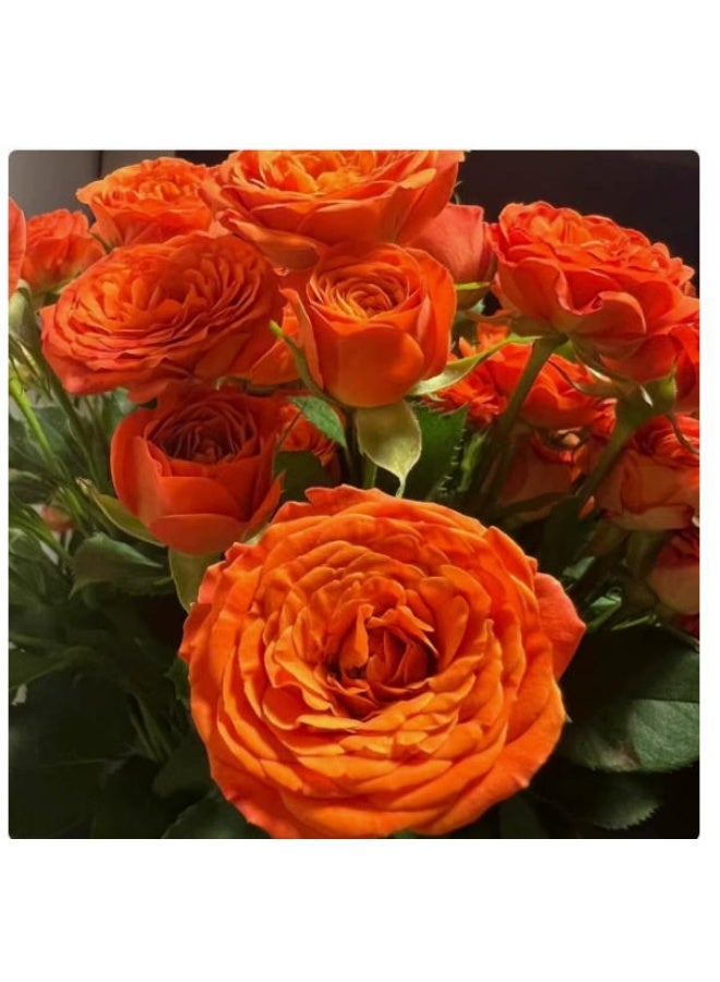 OASIS-TH 100 PCS Rose Seed For Balcony Garden Planting Orange  Rose Seeds - Image 1