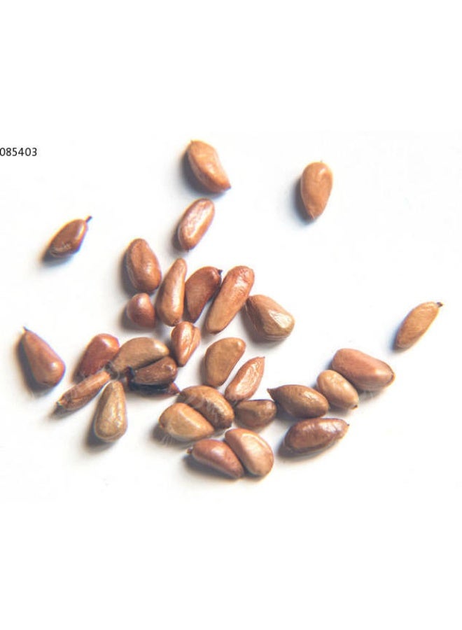 OASIS-TH 100 PCS Rose Seed For Balcony Garden Planting Orange  Rose Seeds - Image 2