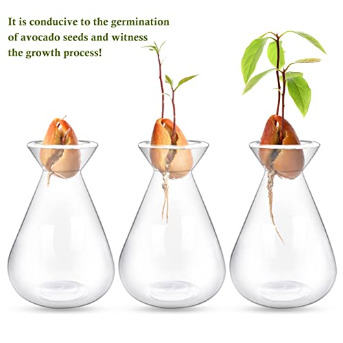 Emsiok 2 Pieces Avocado Seed Starter Vases, Avocados Tree Growing Kit Acorn Bulb Vase Grow Glass Avocado Pit Planter Pot Clear Hydroponics Container for Gardening Lover - Image 3