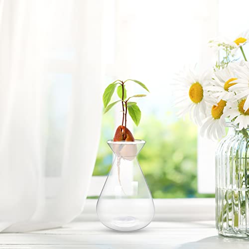 Emsiok 2 Pieces Avocado Seed Starter Vases, Avocados Tree Growing Kit Acorn Bulb Vase Grow Glass Avocado Pit Planter Pot Clear Hydroponics Container for Gardening Lover - Image 5