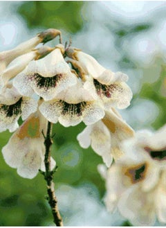 100pcs Paulownia Seeds