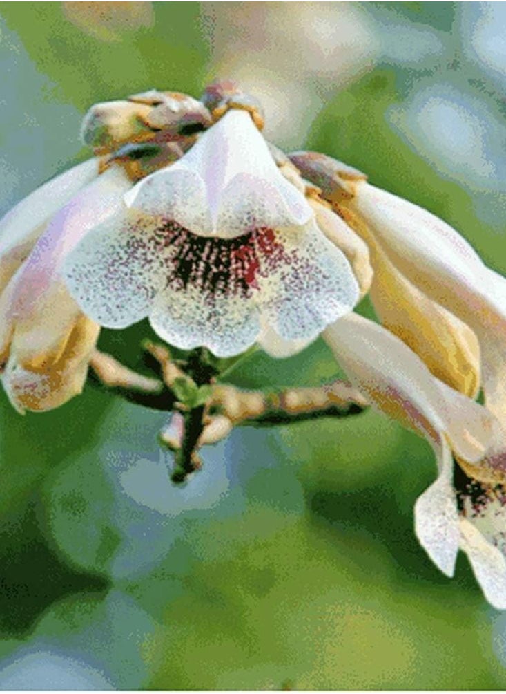 GGOOT - 100pcs Paulownia Seeds - Image 1