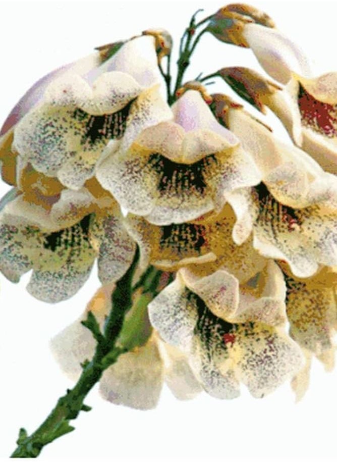 GGOOT - 100pcs Paulownia Seeds - Image 1