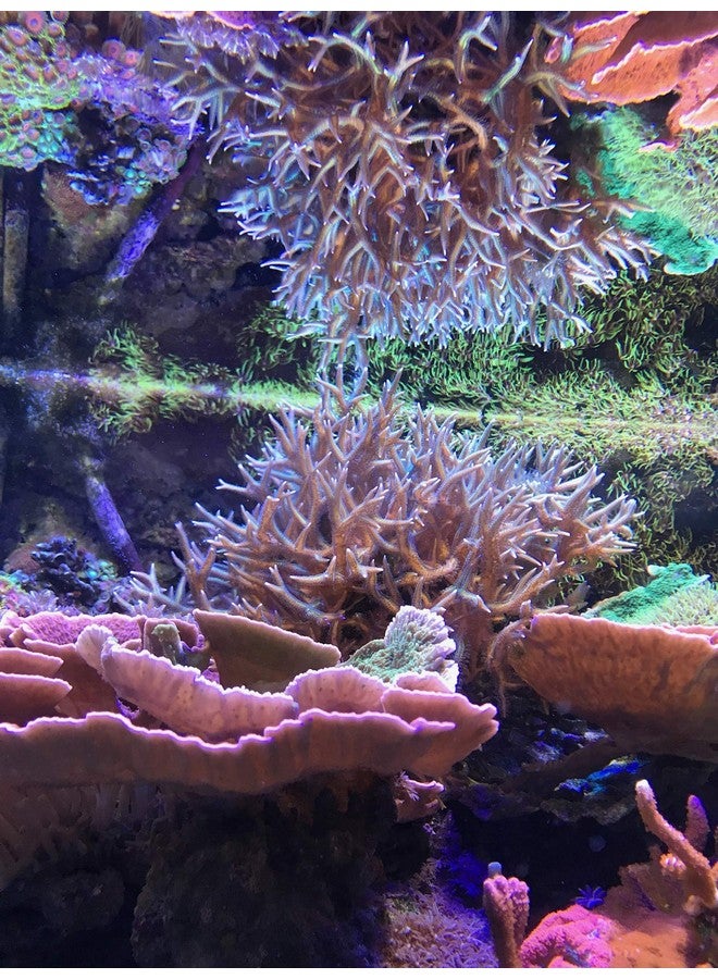 Seachem Reef Zooplankton 250 ml. - Image 2