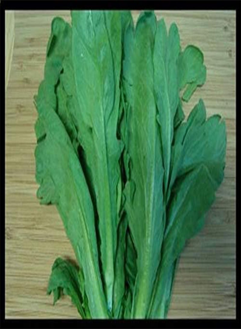 جي جوت إكليل زهور الأقحوان ذات الأوراق المستديرة - شونغيكو - الصالحة للأكل (100 بذرة) - Image 2