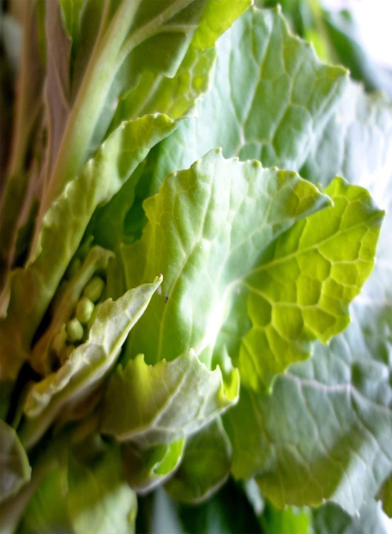 جي جوت إكليل زهور الأقحوان ذات الأوراق المستديرة - شونغيكو - الصالحة للأكل (100 بذرة) - Image 1