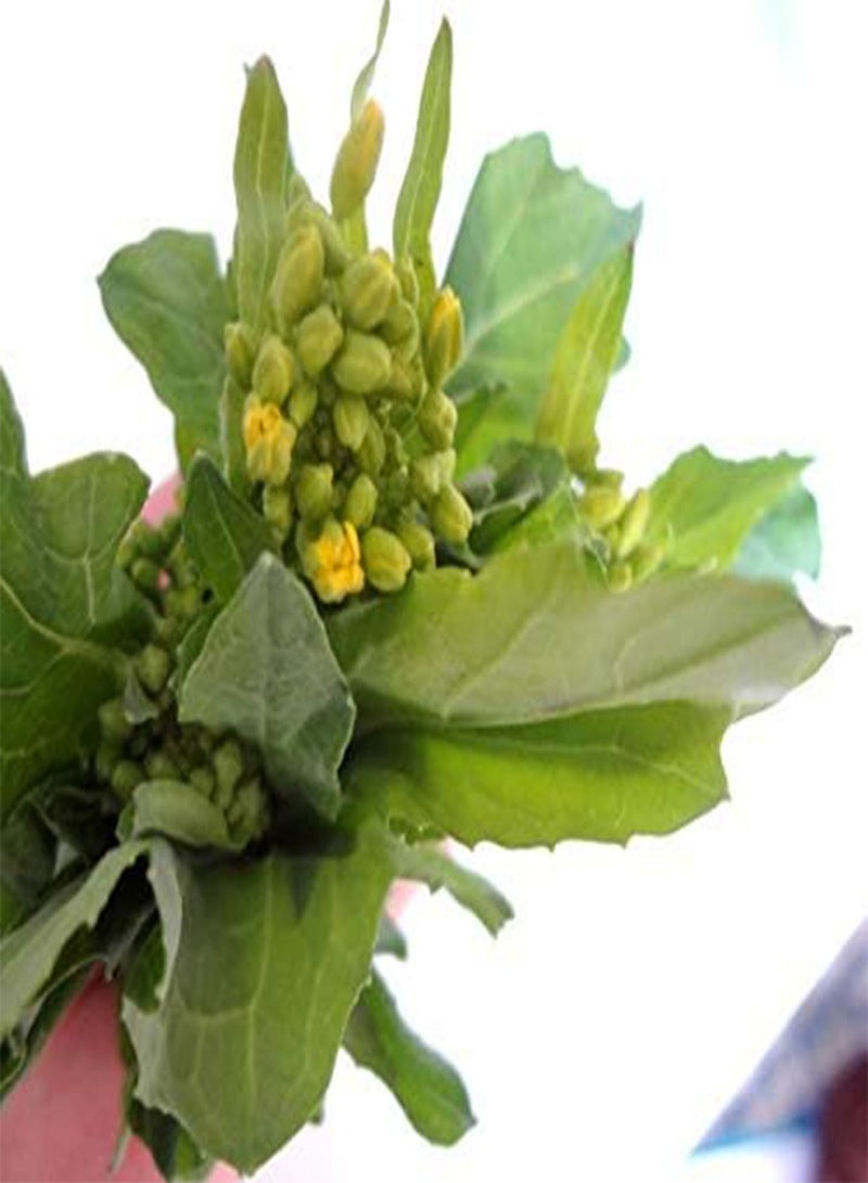 جي جوت إكليل زهور الأقحوان ذات الأوراق المستديرة - شونغيكو - الصالحة للأكل (100 بذرة) - Image 3