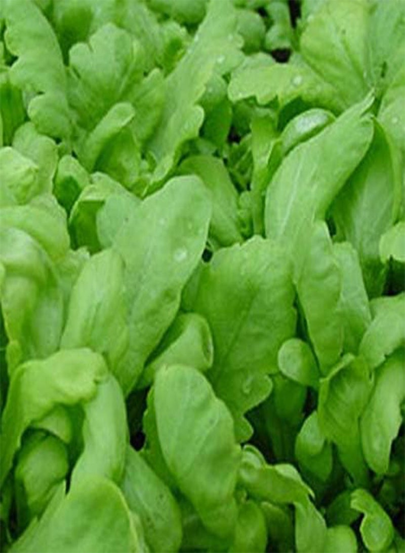 جي جوت إكليل زهور الأقحوان ذات الأوراق المستديرة - شونغيكو - الصالحة للأكل (100 بذرة) - Image 4