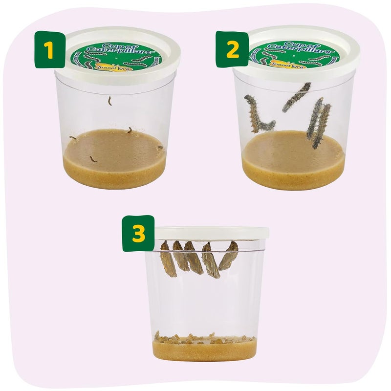 Insect Lore Cup of Caterpillars Basic â€“ 5 Live Painted Lady Caterpillars with Food â€“ Refill Kit for Butterfly Garden Habitat â€“ STEM Science Activity for Kids & Classrooms - Image 3