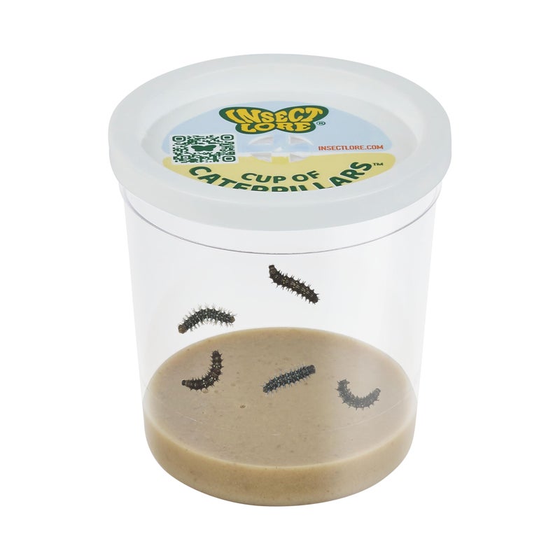 Insect Lore Cup of Caterpillars Basic â€“ 5 Live Painted Lady Caterpillars with Food â€“ Refill Kit for Butterfly Garden Habitat â€“ STEM Science Activity for Kids & Classrooms - Image 1