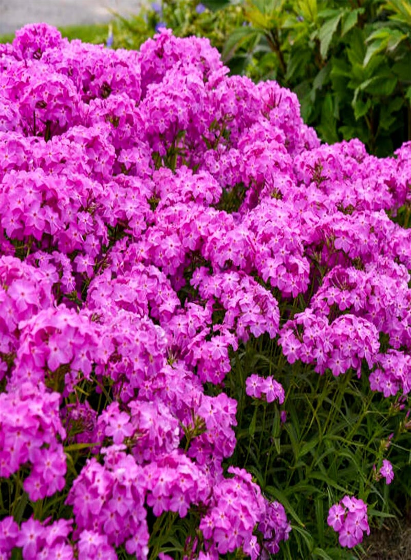 GGOOT 50 Ultra Pink Phlox Seeds Flower Perennial Seed Flowers Butterfly Perennial Flower Garden Seed Flowers Seed Flower - Image 4