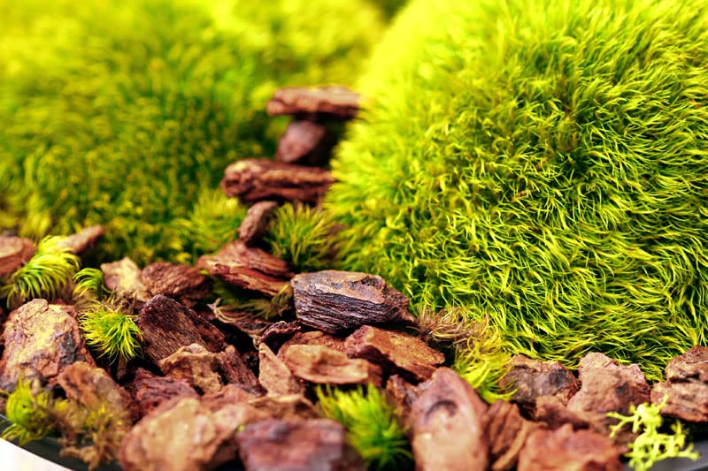 SuperMoss قشرة زراعة الأوركيد سوبرموس (23114) طبيعية، 4 كوارت - Image 3