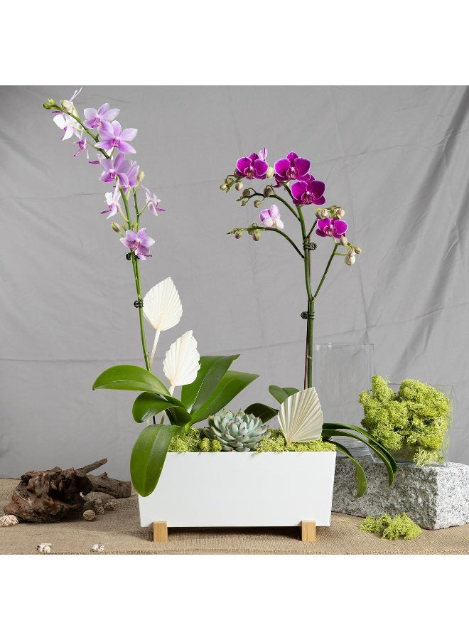 Ferns N Petals Orchid Plants Beauty Arrangement 