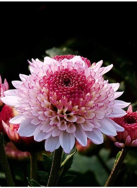 200Pcs Zinnia Seeds