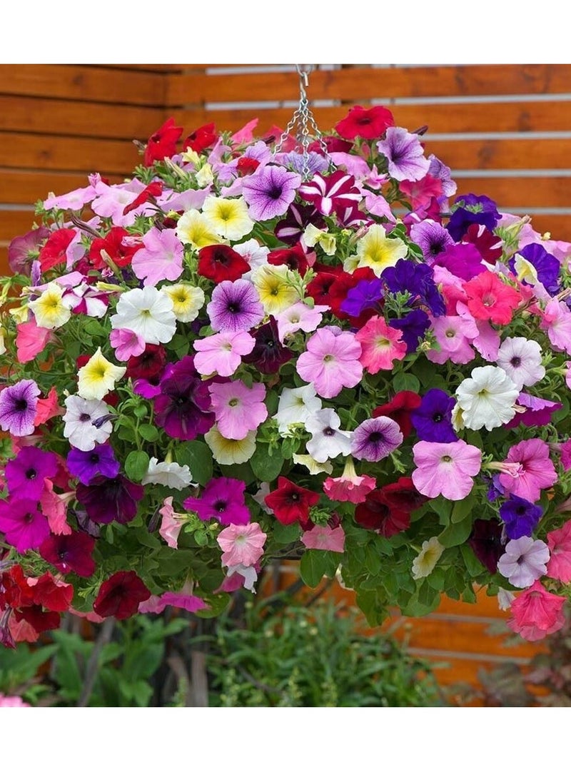 vsell24 - 3-Pack Morning Glory-Petunia Flower Seeds (10g Each) – Non-GMO, High Purity, and High Germination Rate for Stunning Blooms - Image 1
