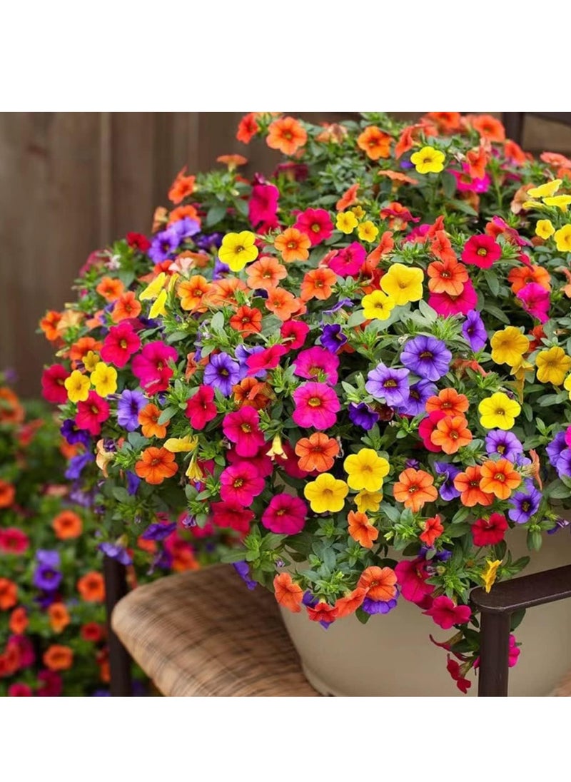 vsell24 - 3-Pack Morning Glory-Petunia Flower Seeds (10g Each) – Non-GMO, High Purity, and High Germination Rate for Stunning Blooms - Image 1