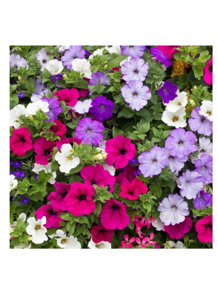 vsell24 - 3-Pack Morning Glory-Petunia Flower Seeds (10g Each) – Non-GMO, High Purity, and High Germination Rate for Stunning Blooms - Image 1