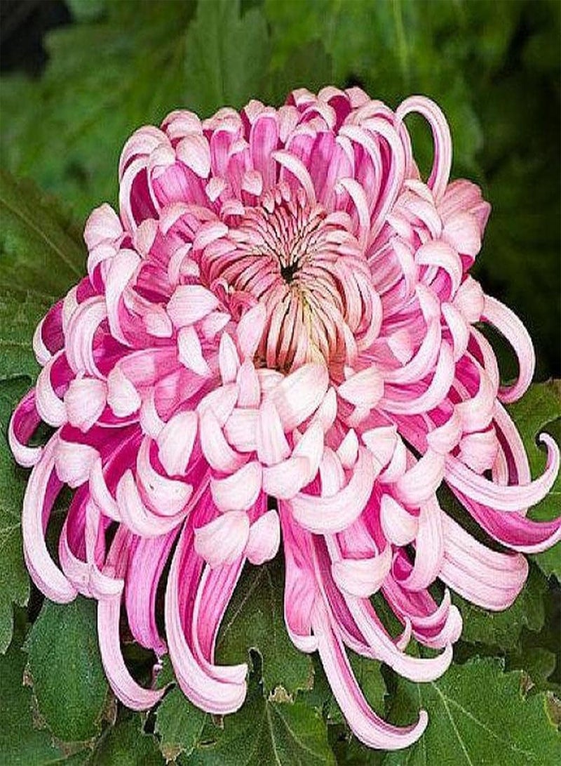 GGOOT 200Pcs Chrysanthemum Seeds Unique Shaped Petals for Garden Home Balcony Fences Yard Decoration Flowers Create Beautiful Environment - Image 2