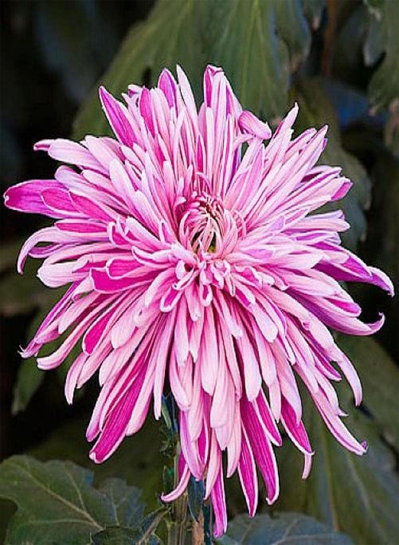 GGOOT 200Pcs Chrysanthemum Seeds Unique Shaped Petals for Garden Home Balcony Fences Yard Decoration Flowers Create Beautiful Environment - Image 1