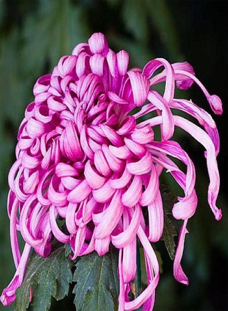 GGOOT 200Pcs Chrysanthemum Seeds Unique Shaped Petals for Garden Home Balcony Fences Yard Decoration Flowers Create Beautiful Environment - Image 3
