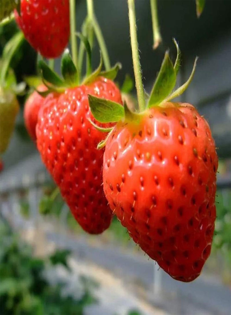 GGOOT 100 Strawberry Seeds Sweet Aromatic Fruit and Vegetable Climbing Strawberry Seeds for Outdoor Garden Planting Gardeners' Favorite Varieties - Image 2