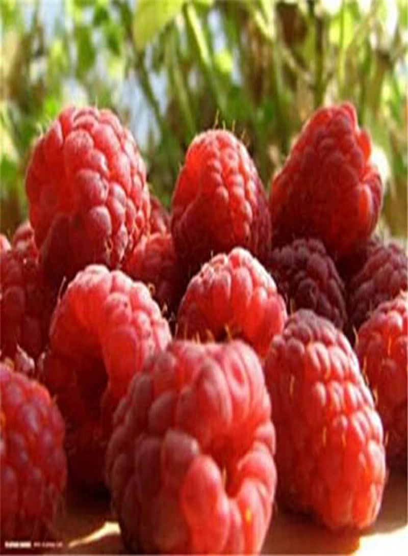 GGOOT Giant Red Raspberry Seeds, Juicy and Delicious, Home Garden Fruit Plant Seeds by Heavy Torch (10 Seeds) - Image 2