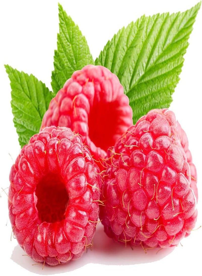 GGOOT Giant Red Raspberry Seeds, Juicy and Delicious, Home Garden Fruit Plant Seeds by Heavy Torch (10 Seeds) - Image 1