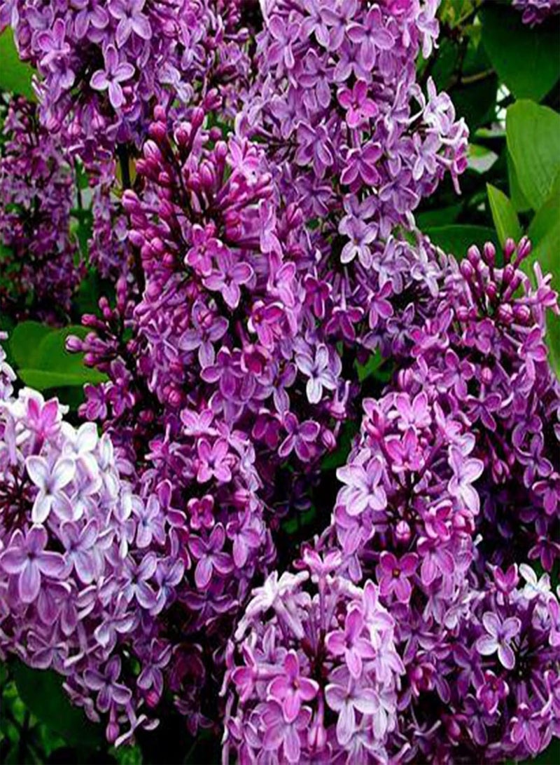 GGOOT 25Pcs Natural Growing Lilac Flower Seeds High Yield Purple Flower Natural Lilac Seedlings for Bonsai seeds 1size - Image 4