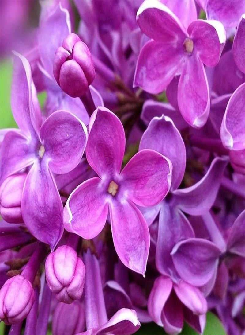 GGOOT 25Pcs Natural Growing Lilac Flower Seeds High Yield Purple Flower Natural Lilac Seedlings for Bonsai seeds 1size - Image 5
