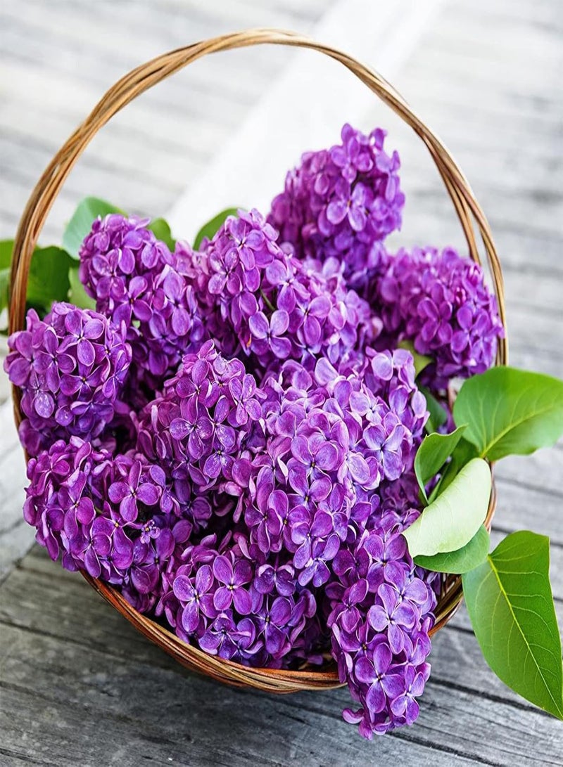 GGOOT 25Pcs Natural Growing Lilac Flower Seeds High Yield Purple Flower Natural Lilac Seedlings for Bonsai seeds 1size - Image 2
