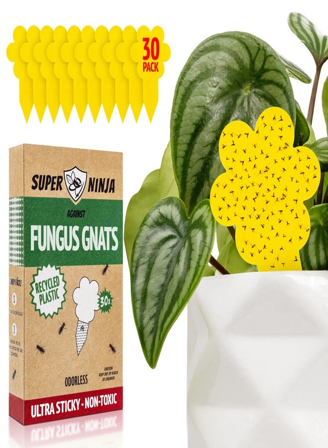 Super Ninja Fungus Gnat Traps - 30 Pack, Highly Effective Gnat Traps for House Indoor, Yellow Sticky Trap for Plants, Non-Toxic & Nature-Friendly, Up to 3 Months - Image 1