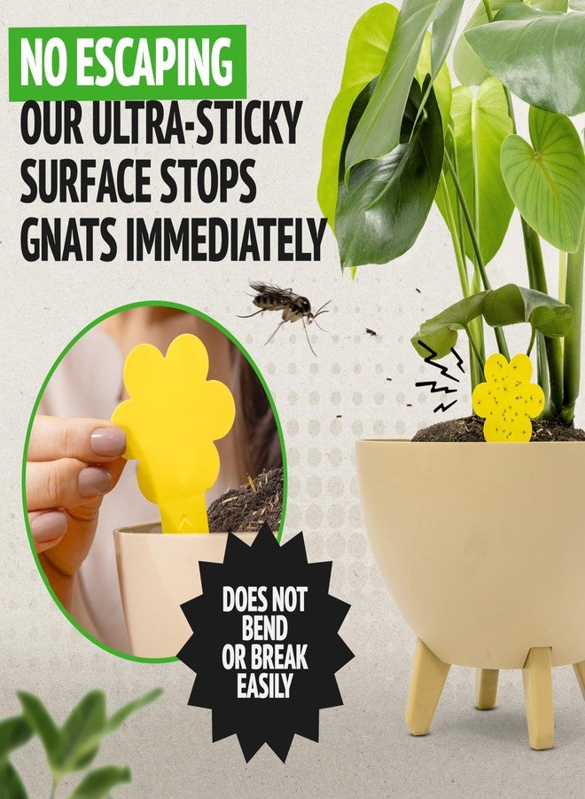 Super Ninja Fungus Gnat Traps - 30 Pack, Highly Effective Gnat Traps for House Indoor, Yellow Sticky Trap for Plants, Non-Toxic & Nature-Friendly, Up to 3 Months - Image 2