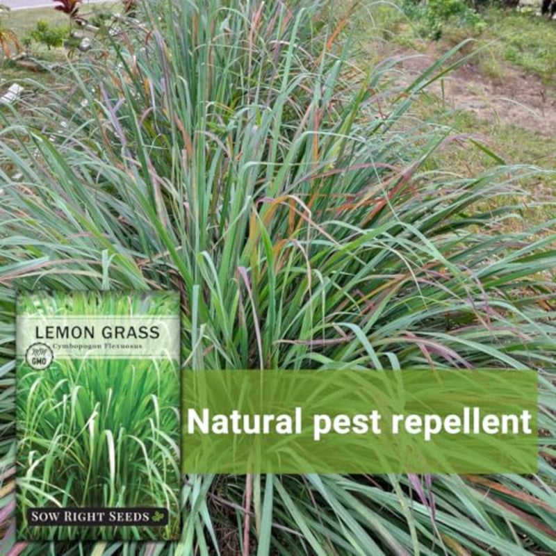 - Lemon Grass Seed for Planting Mosquito Repellent Herbs - Image 5