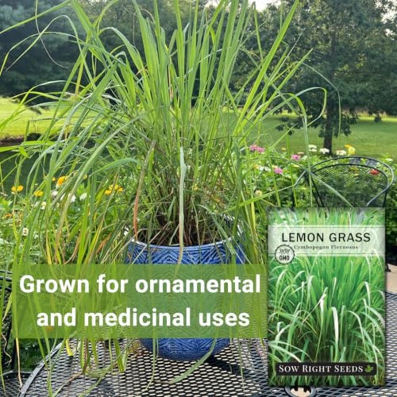 - Lemon Grass Seed for Planting Mosquito Repellent Herbs - Image 3