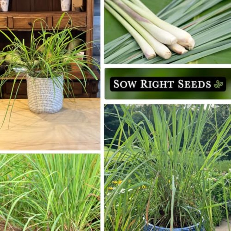 - Lemon Grass Seed for Planting Mosquito Repellent Herbs - Image 4
