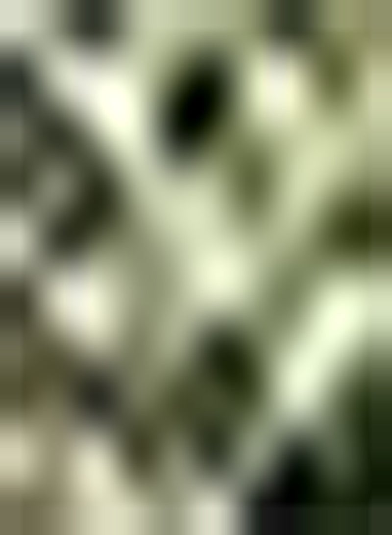 جي جوت 100 قطعة من بذور زهر العسل للتخزين طويل الأمد وجذب الحشرات والطيور المفيدة ورائحة ساحرة وتحسين البيئة وإدارة الحقل - Image 1