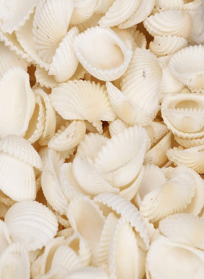 PlantaZee Natural Sea Craft Shell for Aquarium Home Decoration (500Gm, White) - Image 1