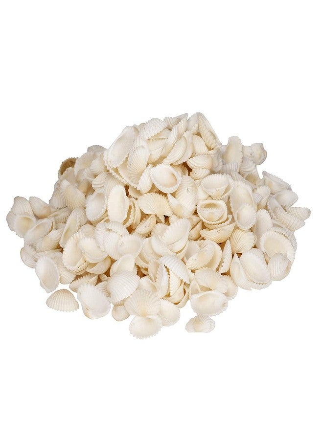 PlantaZee Natural Sea Craft Shell for Aquarium Home Decoration (500Gm, White) - Image 2