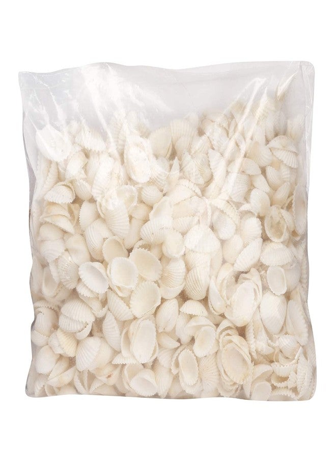 PlantaZee Natural Sea Craft Shell for Aquarium Home Decoration (500Gm, White) - Image 3