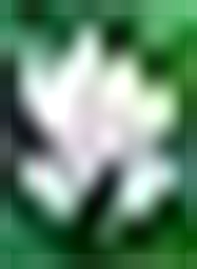 جي جوت 20 قطعة من لوتسامين سيروس فور دن هاوسغارتن دير ميرجاهريج زيربلومين بفلانزت شافت إي إي كومفورتبل لاندليش أومجيبونج دي ليشت زو أوبرليبن هو - Image 2