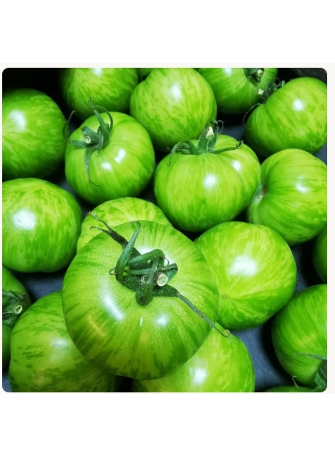 100 PCS Green Tomato Seeds For Home Garden Planting - Image 3