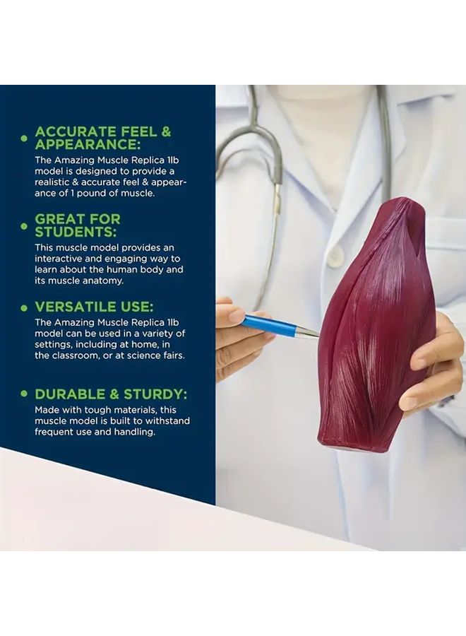 نموذج تشريح العضلات الكلاسيكي بتصميم مرئي متعدد الطبقات أداة تعليمية طبية - Image 1