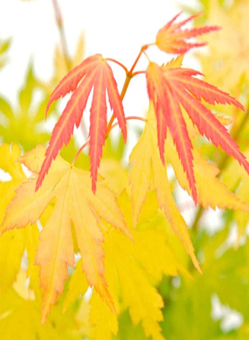 GGOOT Acer palmatum Orange Dream, Japanese Maple, Hardy Tree, Ideal for Garden Or Containers, 1 x Plant in 3 Litre Pot by seeds