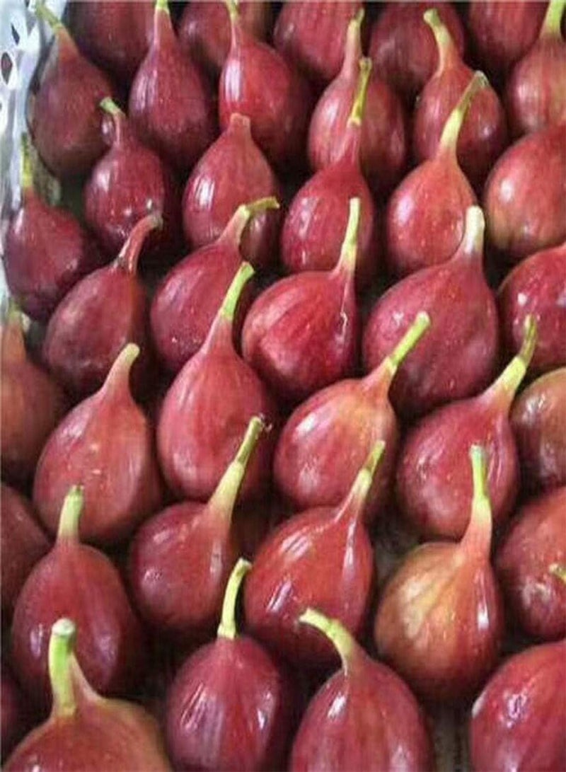 GGOOT 100pcs Fig Seeds Gardening/Indoor Planting Garden Heirloom Fruit Seed Harvested Every Year Light Red Flowers Decorate The Garden - Image 2