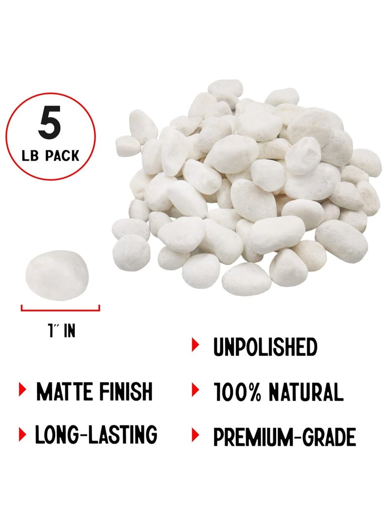 Home zone Unpolished White Pebbles 5 Lb (2.25KG) - 1 inch Pebbles for Plants Gardens Gravel Décor Landscaping Succulent Terrarium 100% Natural Stone Pebbles Decorative Rocks Matte White Finish  - Image 2